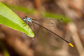 Coeliccia poungyi 