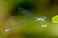 Coeliccia yamasakii