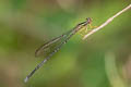 Yellow Bush Dart Copera marginipes (Yellow Featherlegs)