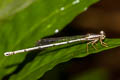 Yellow Bush Dart Copera marginipes (Yellow Featherlegs)