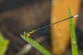 Yellow Bush Dart Copera marginipes (Yellow Featherlegs)