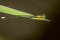 Yellow Bush Dart Copera marginipes (Yellow Featherlegs)