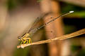 Yellow Bush Dart Copera marginipes (Yellow Featherlegs)