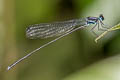 Blue Bush Dart Copera vittata (Variable Featherlegs)