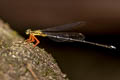 Blue Bush Dart Copera vittata (Variable Featherlegs)