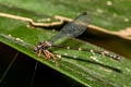 Blue Bush Dart Copera vittata (Variable Featherlegs)