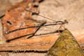 Blue Bush Dart Copera vittata (Variable Featherlegs)