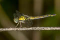 Emerald-banded Skimmer Cratilla lineata calverti (Lined Forest Skimmer)