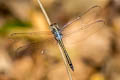 Emerald-banded Skimmer Cratilla lineata calverti (Lined Forest Skimmer)