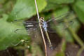 Emerald-banded Skimmer Cratilla lineata calverti (Lined Forest Skimmer)