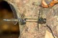 Emerald-banded Skimmer Cratilla lineata calverti (Lined Forest Skimmer)