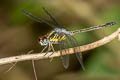 Emerald-banded Skimmer Cratilla lineata calverti (Lined Forest Skimmer)