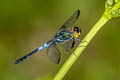 Dark-tipped Forest Skimmer Cratilla metallica 