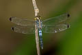 Dark-tipped Forest Skimmer Cratilla metallica 