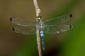 Dark-tipped Forest Skimmer Cratilla metallica 