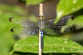 Dark-tipped Forest Skimmer Cratilla metallica 