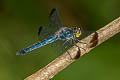 Dark-tipped Forest Skimmer Cratilla metallica 