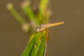 Ruddy Marsh Skimmer Crocothemis servilia (Crimson Darter)