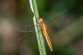 Ruddy Marsh Skimmer Crocothemis servilia (Crimson Darter)