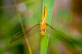 Ruddy Marsh Skimmer Crocothemis servilia (Crimson Darter)