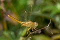 Ruddy Marsh Skimmer Crocothemis servilia (Crimson Darter)