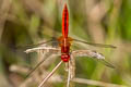 Ruddy Marsh Skimmer Crocothemis servilia (Crimson Darter)