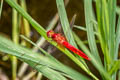 Ruddy Marsh Skimmer Crocothemis servilia (Crimson Darter)