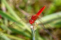 Ruddy Marsh Skimmer Crocothemis servilia (Crimson Darter)