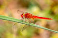 Ruddy Marsh Skimmer Crocothemis servilia (Crimson Darter)