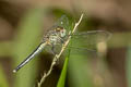 Black-tipped Percher Diplacodes nebulosa (Little Cloudy Darter)