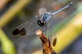 Black-tipped Percher Diplacodes nebulosa (Little Cloudy Darter)