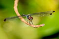 Black-tipped Percher Diplacodes nebulosa (Little Cloudy Darter)