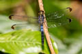 Black-tipped Percher Diplacodes nebulosa (Little Cloudy Darter)