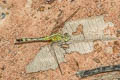 Ground Skimmer Diplacodes trivialis (Blue Percher)