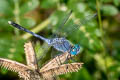 Ground Skimmer Diplacodes trivialis (Blue Percher)