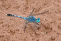 Ground Skimmer Diplacodes trivialis (Blue Percher)