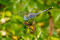 Ground Skimmer Diplacodes trivialis (Blue Percher)