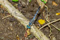 Ground Skimmer Diplacodes trivialis (Blue Percher)