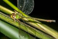 Small Duskhawker Gynacantha bayadera 