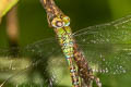 Dingy Duskhawker Gynacantha subinterrupta