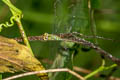 Dingy Duskhawker Gynacantha subinterrupta