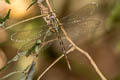 Dingy Duskhawker Gynacantha subinterrupta