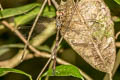 Dingy Duskhawker Gynacantha subinterrupta