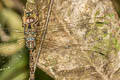 Dingy Duskhawker Gynacantha subinterrupta