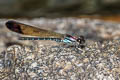 Common Blue Jewel Heliocypha biforata