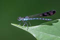 Stream Sapphire Heliocypha perforata limbata