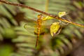 Amber-winged Glider Hydrobasileus croceus (Zigzag Glider, Water Monarch)