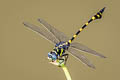 Common Flangetail Ictinogomphus decoratus melaenops (Common Clubtail)