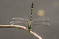 Common Flangetail Ictinogomphus decoratus melaenops (Common Clubtail)