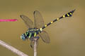 Common Flangetail Ictinogomphus decoratus melaenops (Common Clubtail)